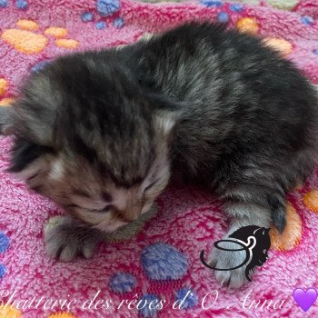 chaton British Longhair black golden tabby chatterie des rêves d'O Anna