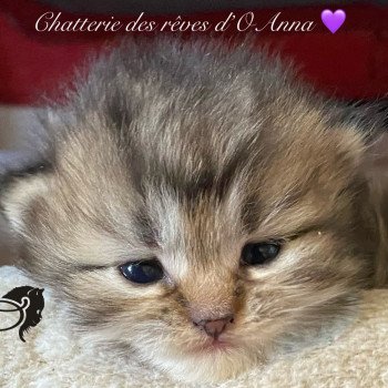 chaton British Longhair black golden tabby Wendy chatterie des rêves d'O Anna