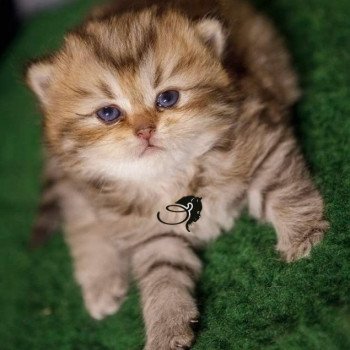 chaton British Longhair black golden tabby Wendy chatterie des rêves d'O Anna