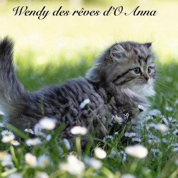 chaton British Longhair black golden tabby Wendy chatterie des rêves d'O Anna