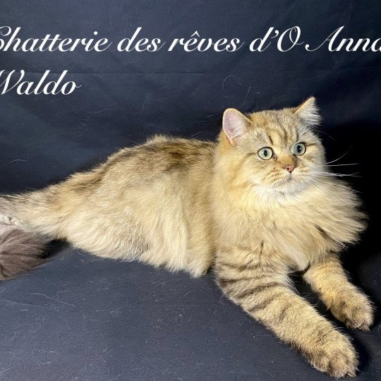 Waldo des rêves d'O Anna Mâle British Longhair
