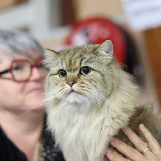 Waldo des rêves d'O Anna Mâle British Longhair