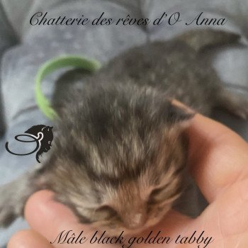 chaton British Longhair black golden tabby chatterie des rêves d'O Anna