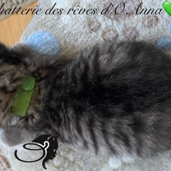 chaton British Longhair black golden tabby chatterie des rêves d'O Anna