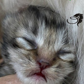 chaton British Longhair black golden tabby vic chatterie des rêves d'O Anna