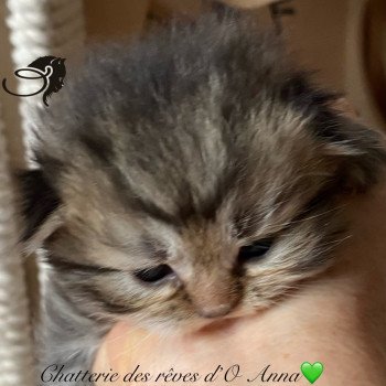 chaton British Longhair black golden tabby Waldo chatterie des rêves d'O Anna