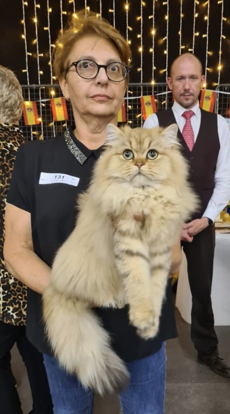 walter des rêves d'O Anna Mâle British Longhair walter des rêves d'O Anna Mâle British Longhair