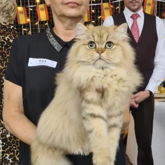 walter des rêves d'O Anna Mâle British Longhair