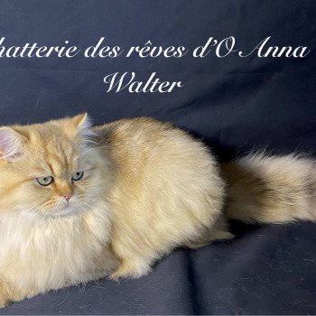 chaton British Longhair black golden shaded walter chatterie des rêves d'O Anna chaton British Longhair black golden shaded walter chatterie des rêves d'O Anna