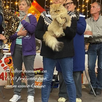 chaton British Longhair black golden shaded walter chatterie des rêves d'O Anna chaton British Longhair black golden shaded walter chatterie des rêves d'O Anna