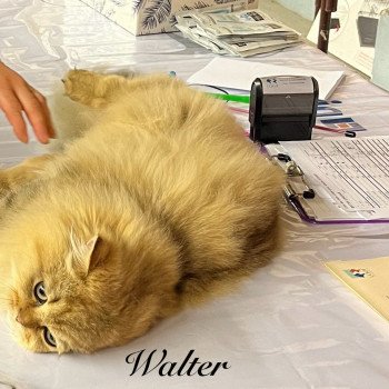 chaton British Longhair black golden shaded walter chatterie des rêves d'O Anna chaton British Longhair black golden shaded walter chatterie des rêves d'O Anna