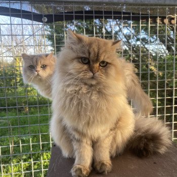chaton British Longhair black golden shaded walter chatterie des rêves d'O Anna chaton British Longhair black golden shaded walter chatterie des rêves d'O Anna
