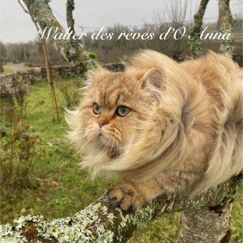 chaton British Longhair black golden shaded walter chatterie des rêves d'O Anna chaton British Longhair black golden shaded walter chatterie des rêves d'O Anna