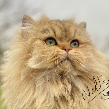 chaton British Longhair black golden shaded walter chatterie des rêves d'O Anna chaton British Longhair black golden shaded walter chatterie des rêves d'O Anna