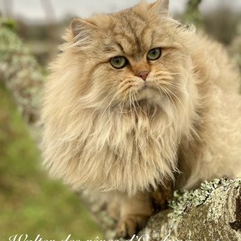chaton British Longhair black golden shaded walter chatterie des rêves d'O Anna chaton British Longhair black golden shaded walter chatterie des rêves d'O Anna