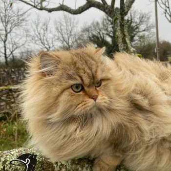 chaton British Longhair black golden shaded walter chatterie des rêves d'O Anna chaton British Longhair black golden shaded walter chatterie des rêves d'O Anna