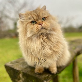 chaton British Longhair black golden shaded walter chatterie des rêves d'O Anna chaton British Longhair black golden shaded walter chatterie des rêves d'O Anna