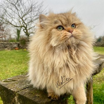 chaton British Longhair black golden shaded walter chatterie des rêves d'O Anna chaton British Longhair black golden shaded walter chatterie des rêves d'O Anna