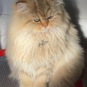 chaton British Longhair black golden shaded walter chatterie des rêves d'O Anna chaton British Longhair black golden shaded walter chatterie des rêves d'O Anna
