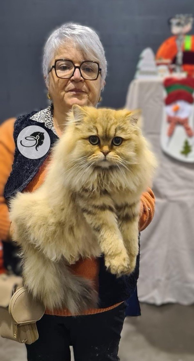 walter des rêves d'O Anna Mâle British Longhair
