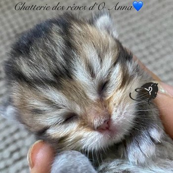 chaton British Longhair black golden tabby chatterie des rêves d'O Anna