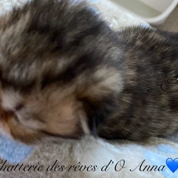 chaton British Longhair black golden tabby victor chatterie des rêves d'O Anna