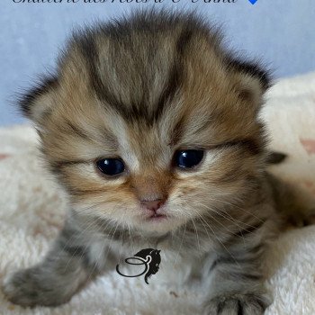 chaton British Longhair black golden tabby walter chatterie des rêves d'O Anna