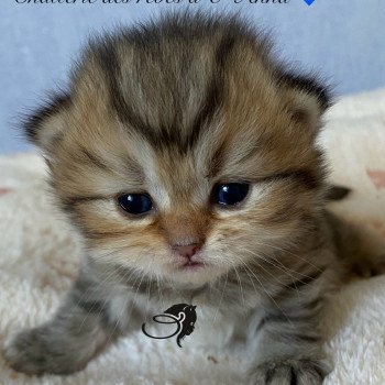 chaton British Longhair black golden tabby walter chatterie des rêves d'O Anna chaton British Longhair black golden tabby walter chatterie des rêves d'O Anna
