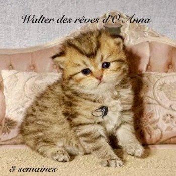chaton British Longhair black golden tabby walter chatterie des rêves d'O Anna chaton British Longhair black golden tabby walter chatterie des rêves d'O Anna
