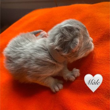 chaton British Longhair blue golden shaded chatterie des rêves d'O Anna