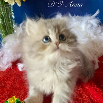 chaton British Longhair blue golden shaded Angel chatterie des rêves d'O Anna