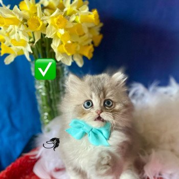 chaton British Longhair blue golden shaded Angel chatterie des rêves d'O Anna