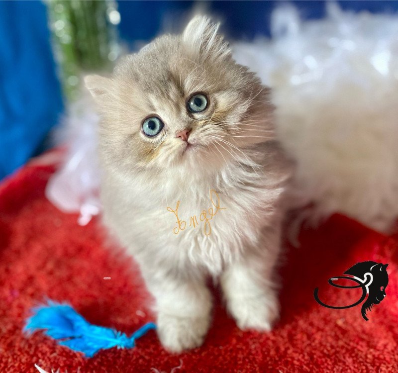 Angel des rêves d'O Anna Mâle British Longhair