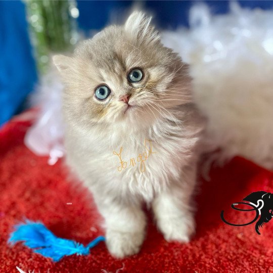 Angel des rêves d'O Anna Mâle British Longhair