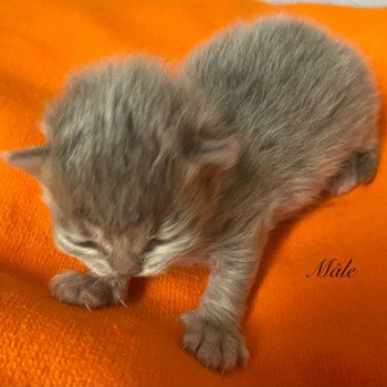 chaton British Longhair blue golden shaded chatterie des rêves d'O Anna