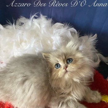 chaton British Longhair blue golden shaded Azzaro chatterie des rêves d'O Anna