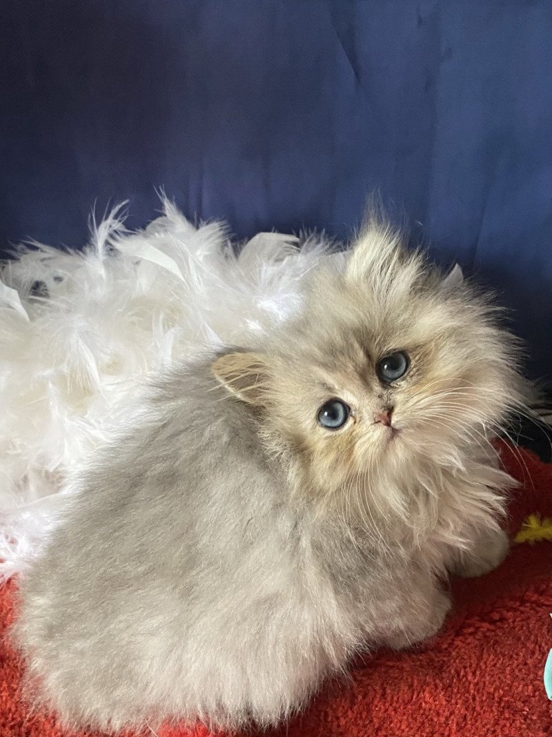 Azzaro des rêves d'O Anna Mâle British Longhair