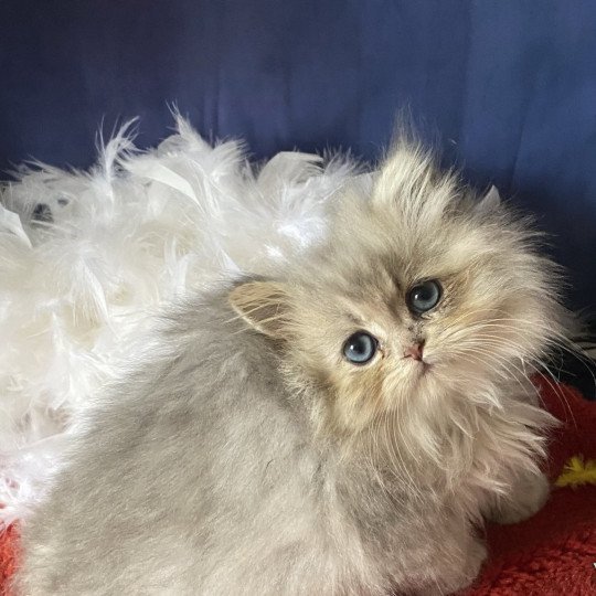 Azzaro des rêves d'O Anna Mâle British Longhair