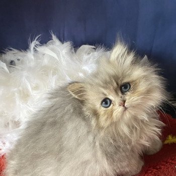 chaton British Longhair blue golden shaded Azzaro chatterie des rêves d'O Anna