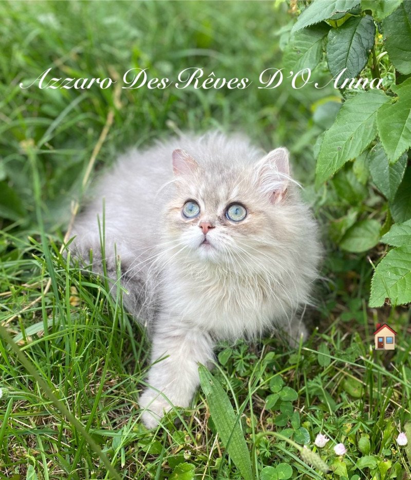 Azzaro des rêves d'O Anna Mâle British Longhair