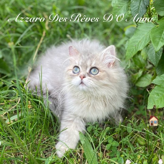 Azzaro des rêves d'O Anna Mâle British Longhair