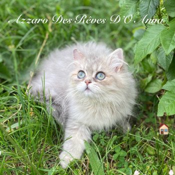 chaton British Longhair blue golden shaded Azzaro chatterie des rêves d'O Anna chaton British Longhair blue golden shaded Azzaro chatterie des rêves d'O Anna