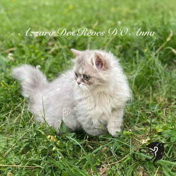 chaton British Longhair blue golden shaded Azzaro chatterie des rêves d'O Anna chaton British Longhair blue golden shaded Azzaro chatterie des rêves d'O Anna