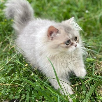 chaton British Longhair blue golden shaded Azzaro chatterie des rêves d'O Anna chaton British Longhair blue golden shaded Azzaro chatterie des rêves d'O Anna