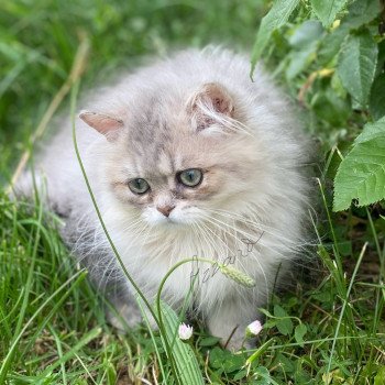 chaton British Longhair blue golden shaded Azzaro chatterie des rêves d'O Anna chaton British Longhair blue golden shaded Azzaro chatterie des rêves d'O Anna