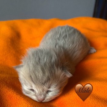 chaton British Longhair blue golden shaded chatterie des rêves d'O Anna