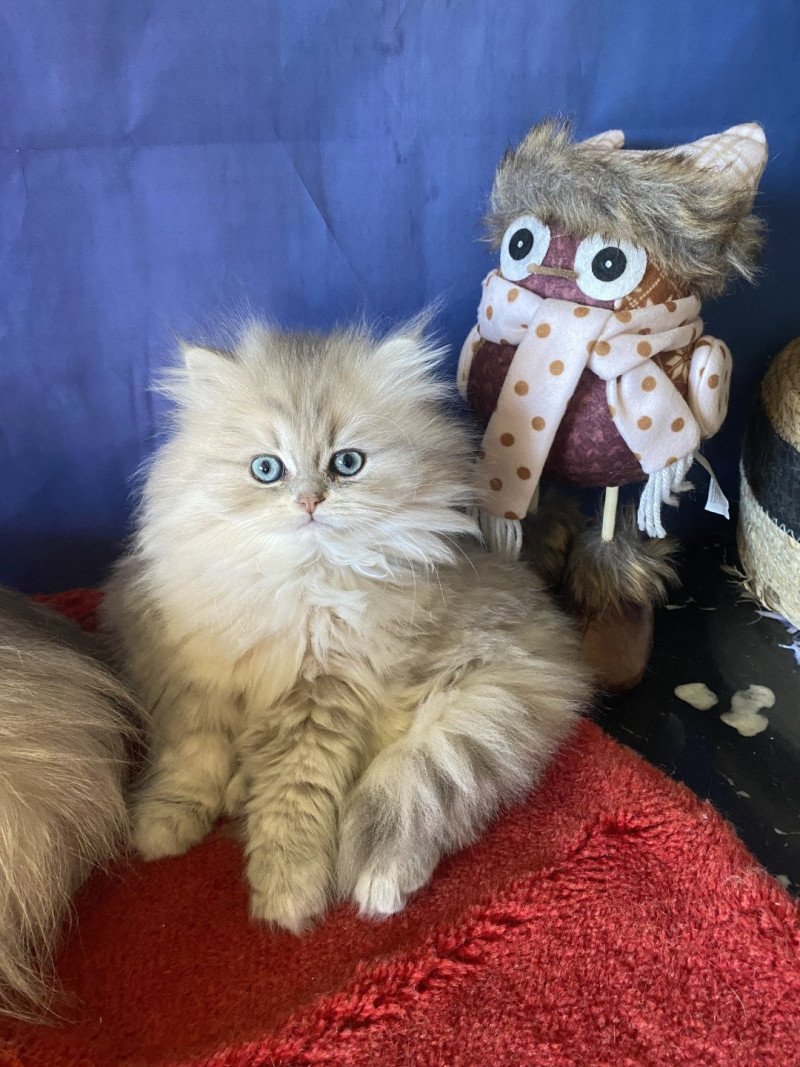 Achille des rêves d'O Anna Mâle British Longhair