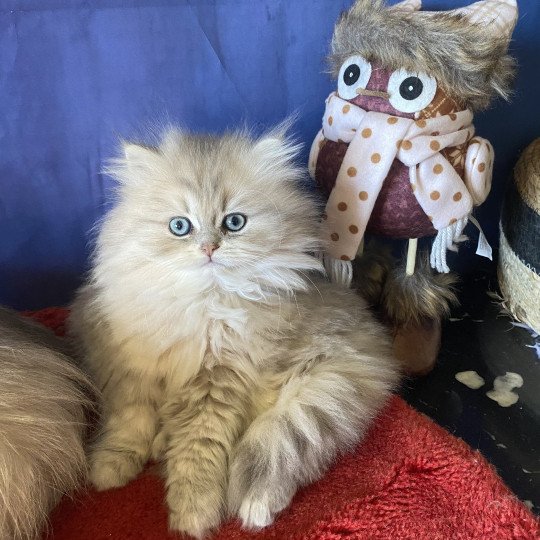 Achille des rêves d'O Anna Mâle British Longhair