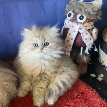 chaton British Longhair blue golden shaded Achille chatterie des rêves d'O Anna