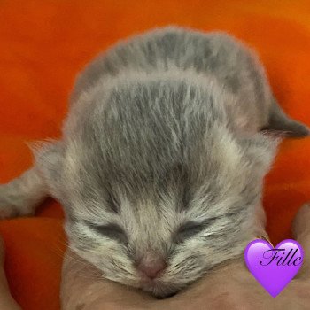 chaton British Longhair blue golden shaded chatterie des rêves d'O Anna